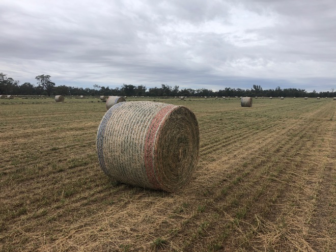 Irrigated Lucerne Hay in Round Bales