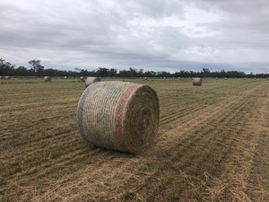 Irrigated Lucerne Hay in Round Bales