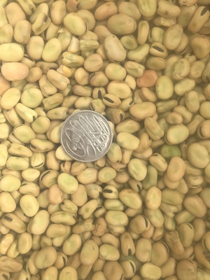 30mt Feed Faba Beans