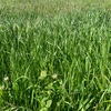 EOI 100ha Standing Ryegrass, Clover