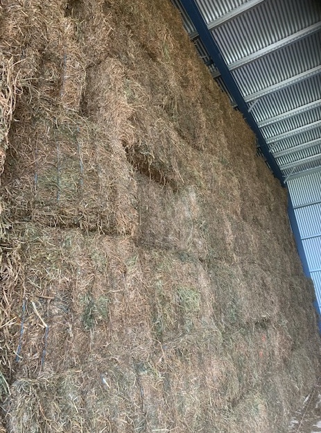 Vetch Hay 8x4x3 Squares 
