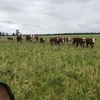 Station mated Hereford Cow w/calves at foot