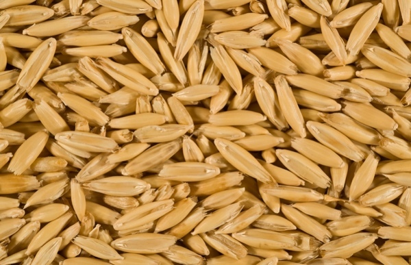 Echidna Oats