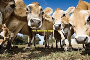 Dairy Cows 1st to 3rd Fresh Calving Females