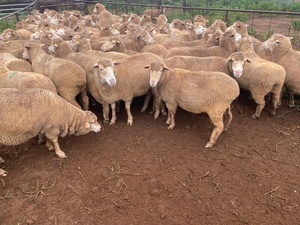 Merino ewes