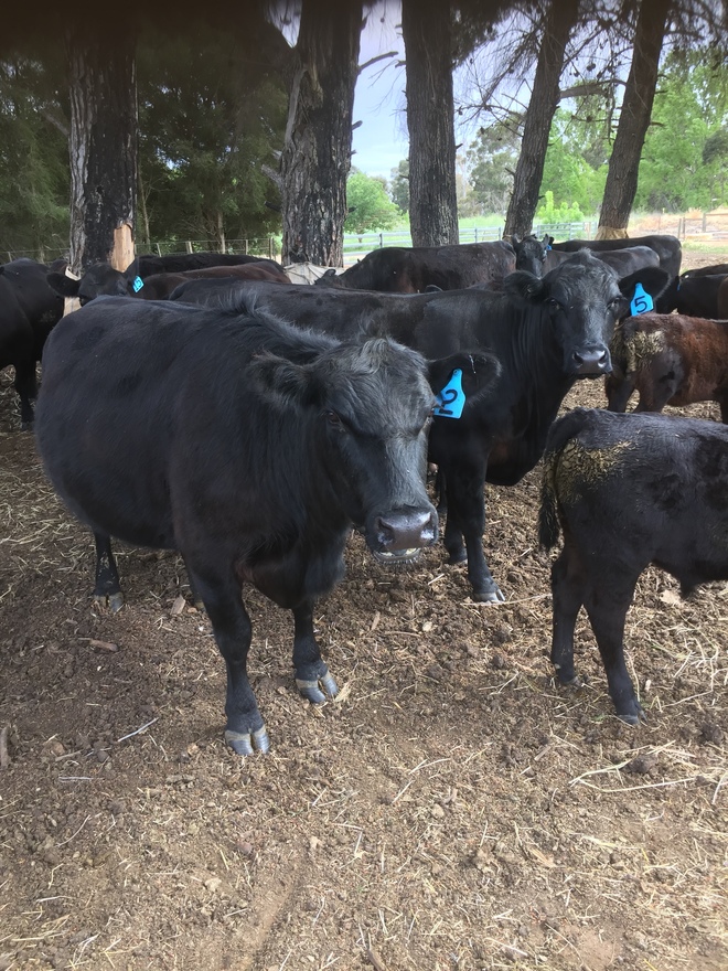 17 Angus Cows with calves at foot 