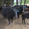 17 Angus Cows with calves at foot 