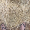 Header Trail Barley Straw For Sale