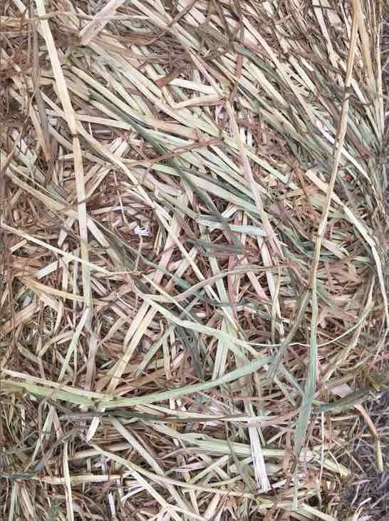 Rye grass hay