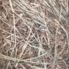 Rye grass hay