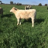 Charolais Cows with Calves at Foot in calf again to Angus Bull   x 6