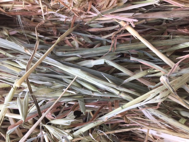 Oaten Hay 600kg 8x4x3 Bales