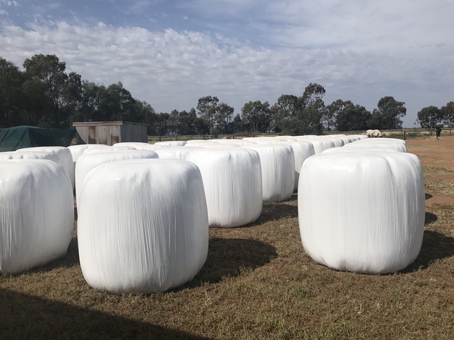 15.3%protein Lucerne, Oaten, Ryegrass Silage 580kg Round Bales with Feed Test