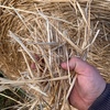 Wheaten Straw 5x4 Rolls
