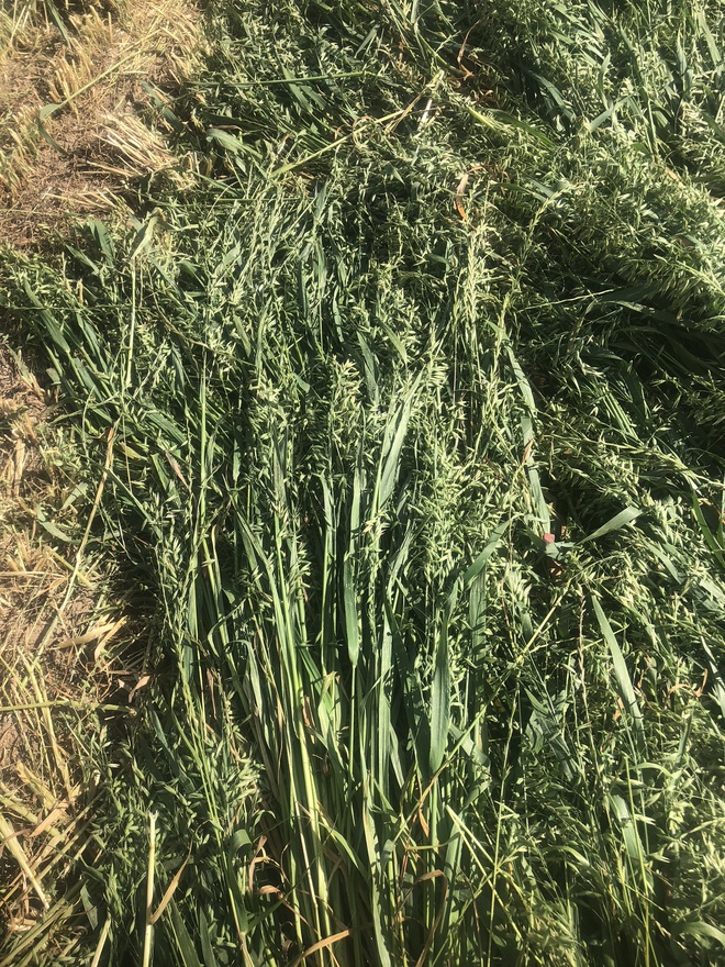 Oaten Rye Hay 350kg 4x4 Round Bales