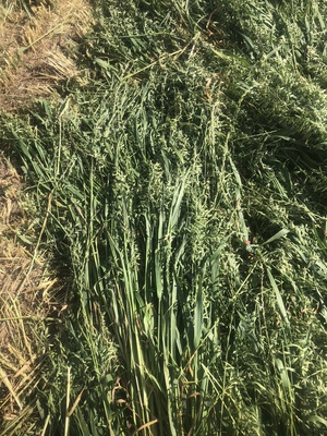 Oaten Rye Hay 350kg 4x4 Round Bales