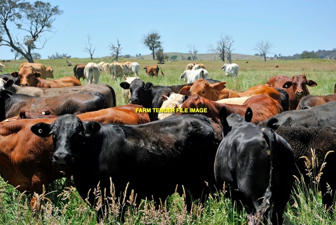 Agistment available for immediate start short & long term 150 head cattle