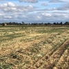 Oaten Hay
