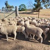 MERINO X BORDER LEICESTER EWE LAMBS X 45 - 6 to 8 MONTHS OLD 