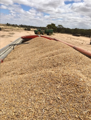 16-18mt Lupins Seconds
