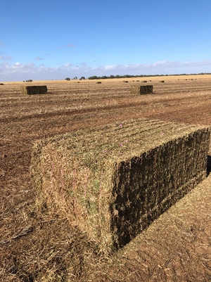 140mt Vetch Hay 630kg 8x4x3 Bales ex farm