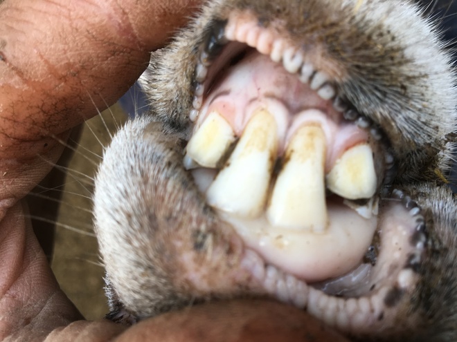 85 x 2, 3, 4 & 5 year old 1st Cross Ewes (Scanned in lamb 107% to Southdown Rams)