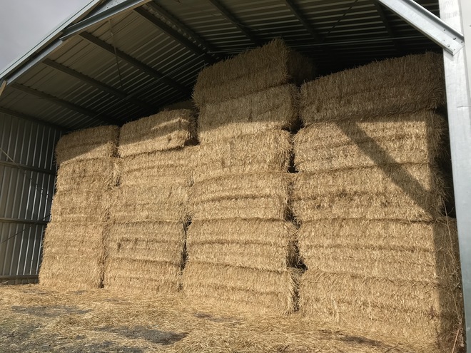 Wheaten Hay Big Squares