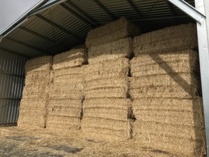 Wheaten Hay Big Squares