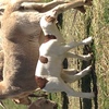Dorper/Damara 1.5 year old ewes