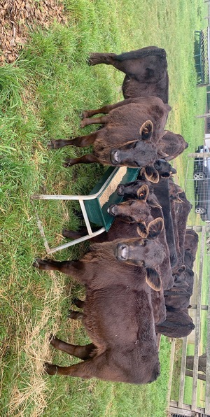 Weaned Steers and Heifers 