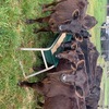 Weaned Steers and Heifers 