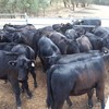 20 MS Black & Black Baldy calves, 6-8 months.