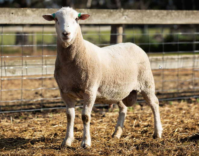 Under Auction - Lot 4 Highlander Ram 191185 (DLE Ram Auction A100- 10th Sept via Auctionsplus) 