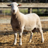 Under Auction - Lot 4 Highlander Ram 191185 (DLE Ram Auction A100- 10th Sept via Auctionsplus) 