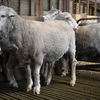 Merino Rams