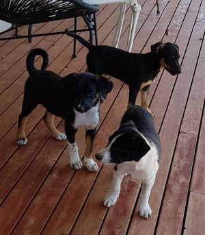 Kelpie Pup to give away