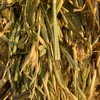 2 x B Double Loads Oaten Hay 8x4x3