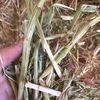Canola Hay