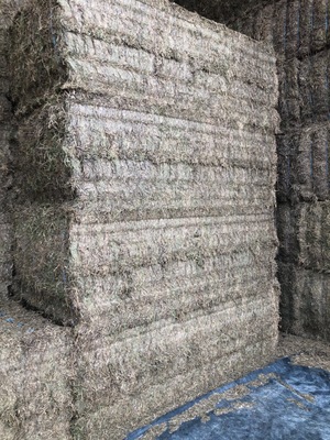 500 m/t Vetch Hay Seller to Freight