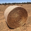 200 x Canola Hay 5x4 Rolls