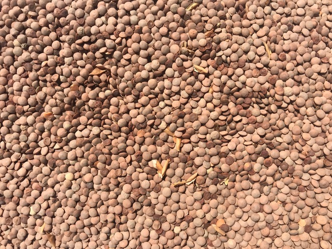 Lentils