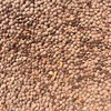 Lentils