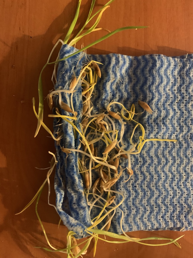 Oats Cleaned ready for Planting