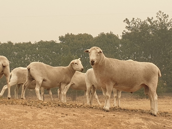 2016 Wiltipoll Ram