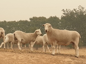 2016 Wiltipoll Ram