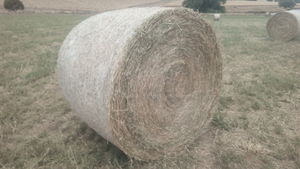 Lucerne & Rye Grass Hay 5x4 Round Bales