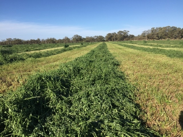 Organic Lucerne hay for sale