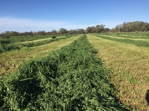 Organic Lucerne hay for sale