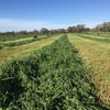 Organic Lucerne hay for sale