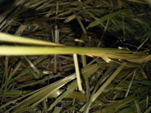 Oaten & Rye Hay 5x4 Round Bales